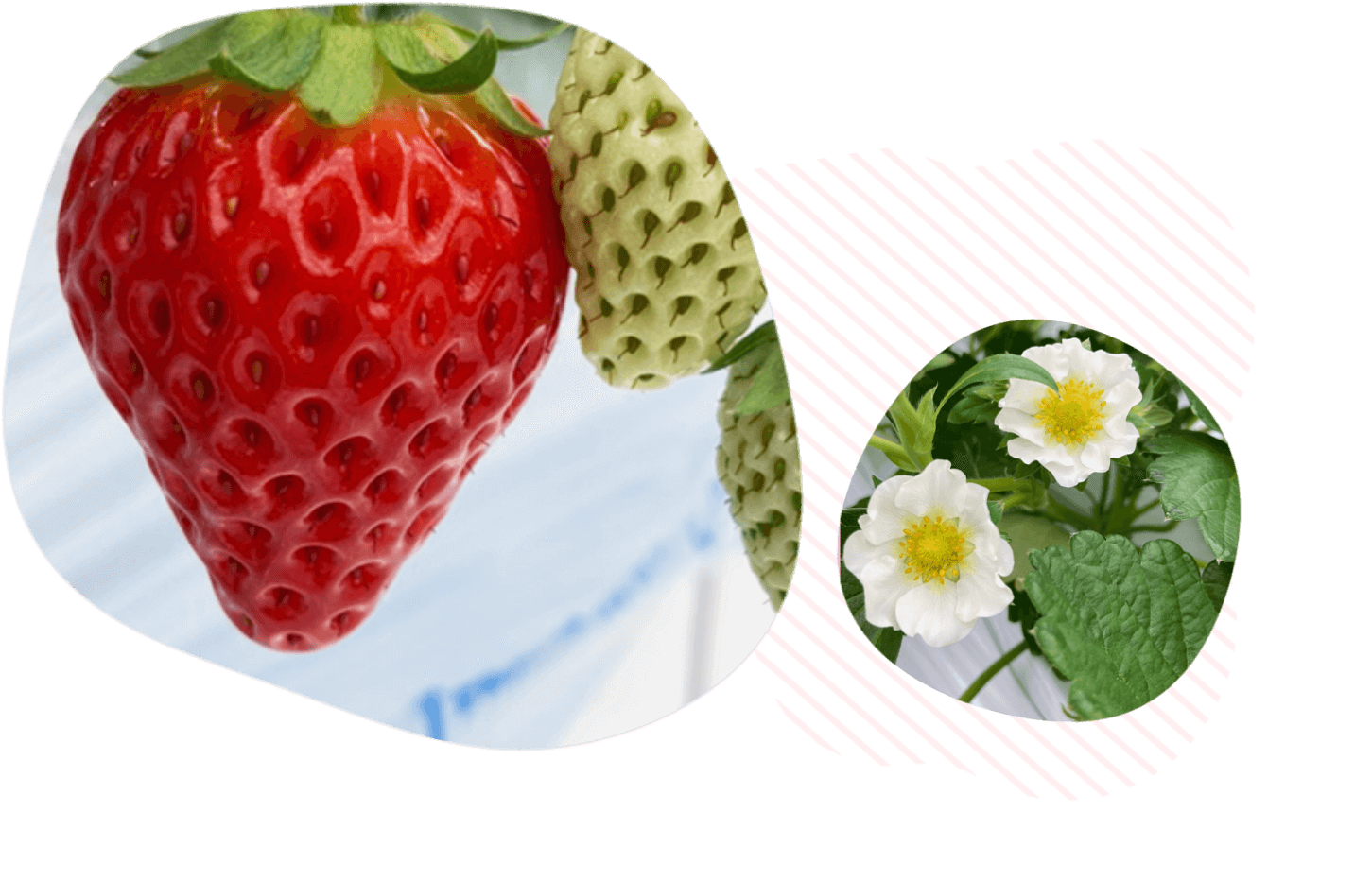 いちごといちごの花