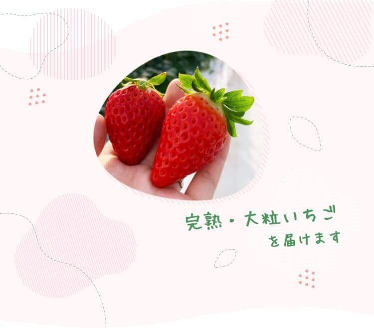 完熟・大粒いちごを届けます