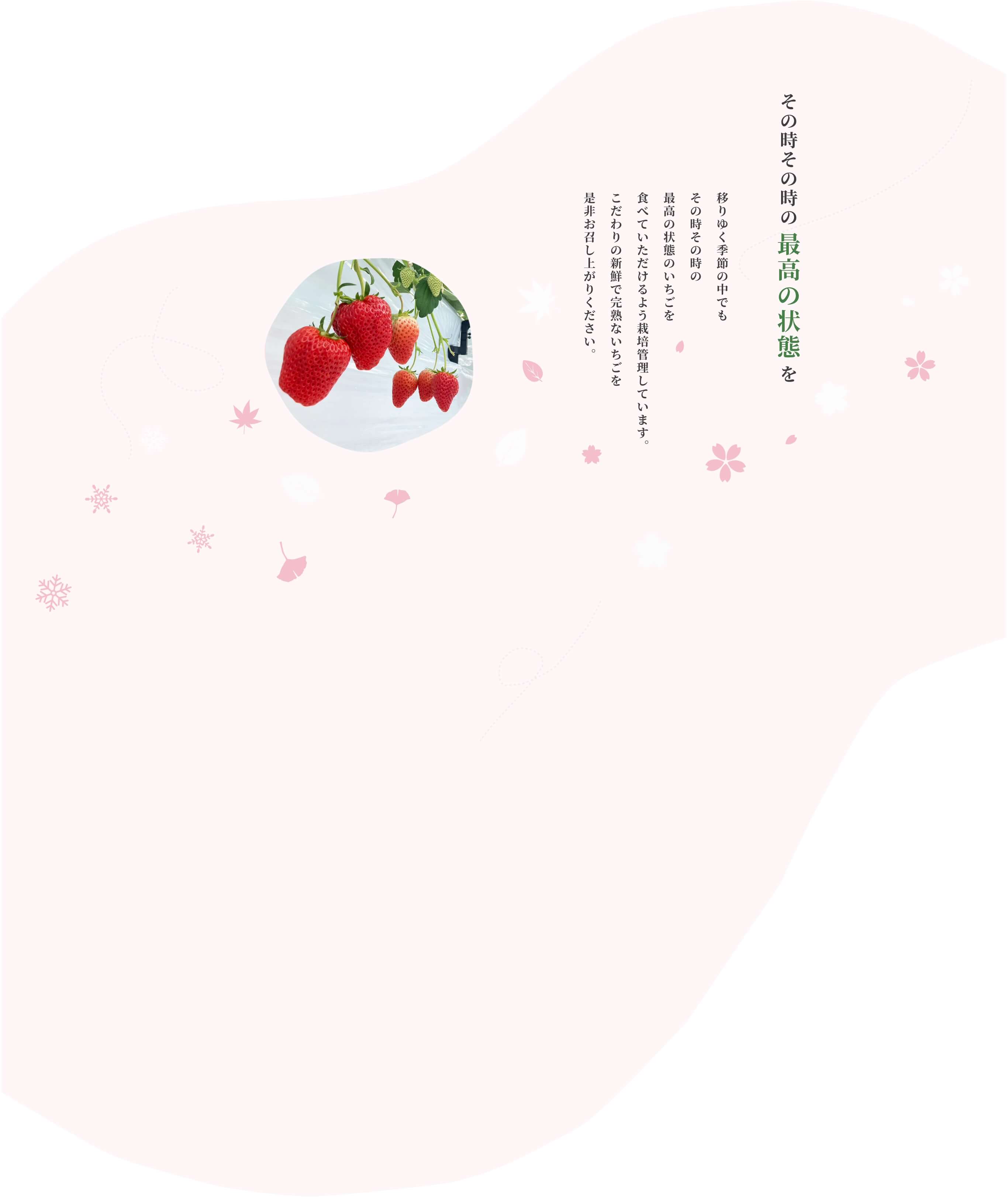 濃いいちごを届けたい そんないちごに農園に恋してほしい