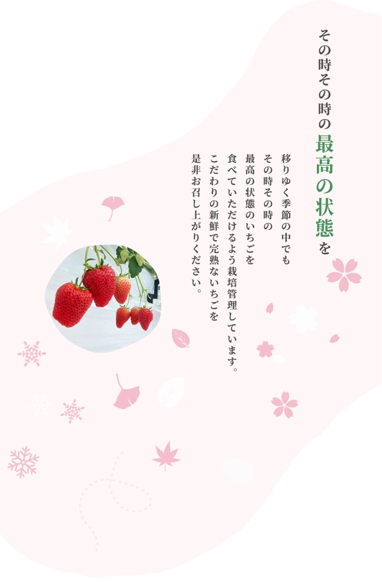 濃いいちごを届けたい そんないちごに農園に恋してほしい