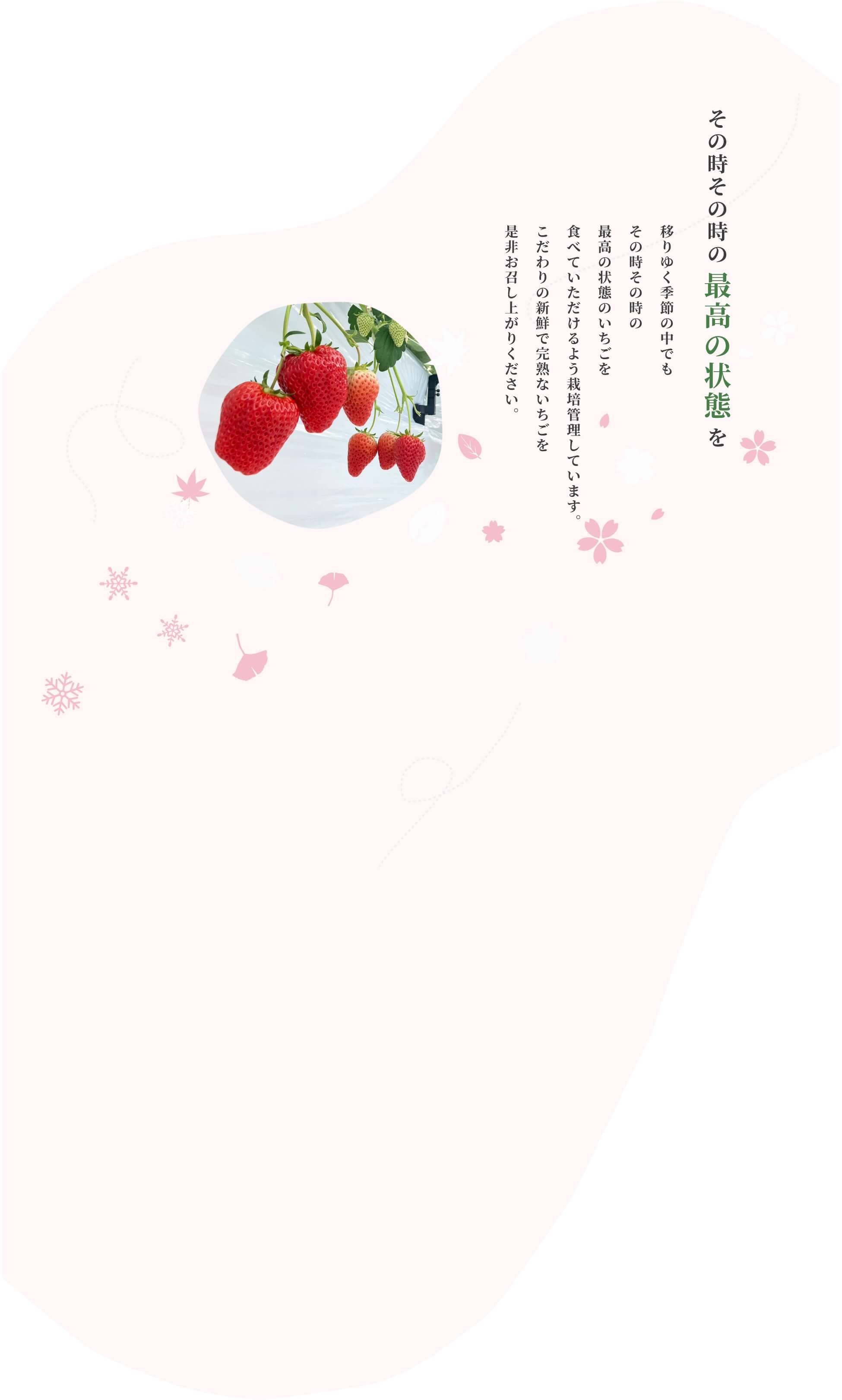 濃いいちごを届けたい そんないちごに農園に恋してほしい