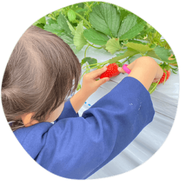 いちご狩りをする女の子