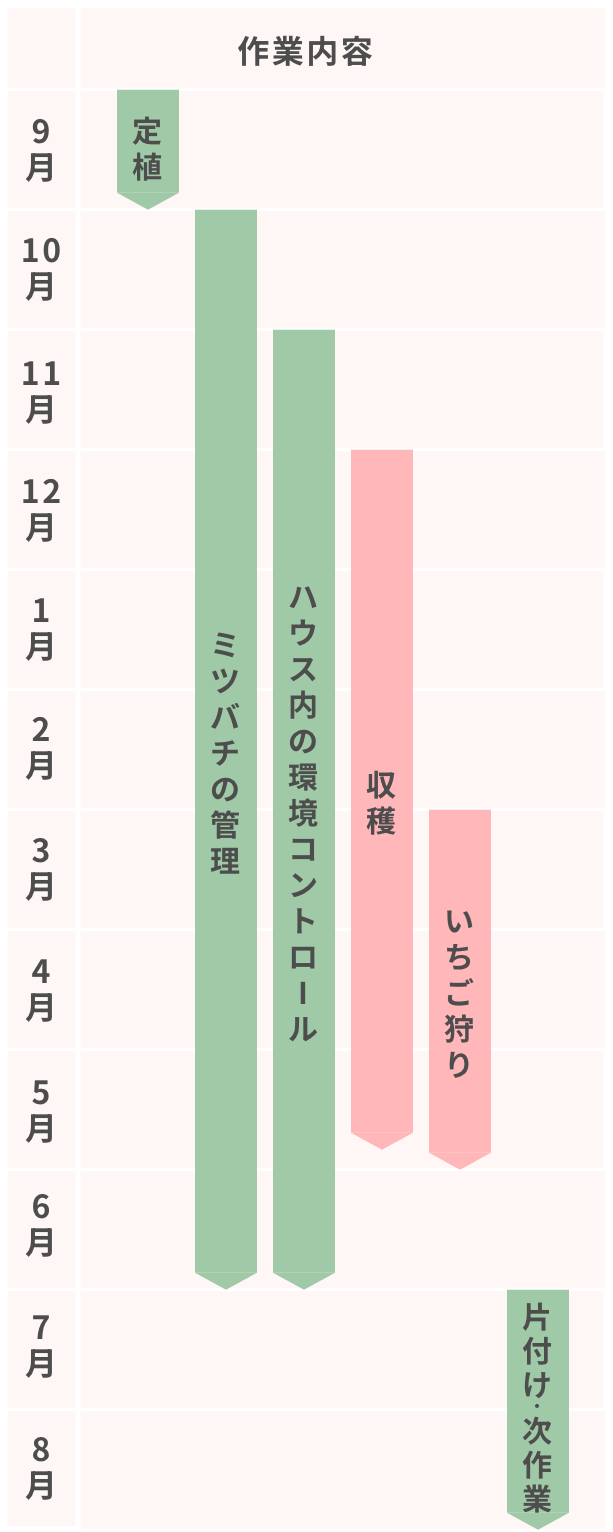 恋晴いちごを栽培するための一年の作業工程